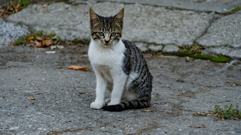 寂しそうな猫